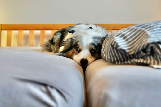 Bettwanzen-Spürhund Kent in der Anzeige