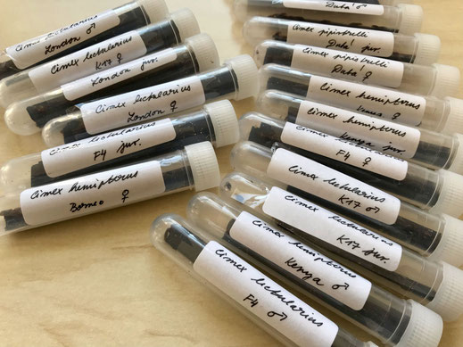 Bettwanzen-Spürhunde-Team Leipzig: Unsere Bettwanzen-Stämme