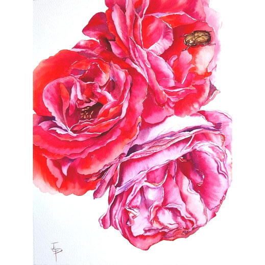 aquarelle rose cétoine Joëlle Poret