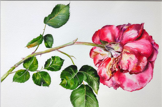 aquarelle rose couchée Joëlle Poret
