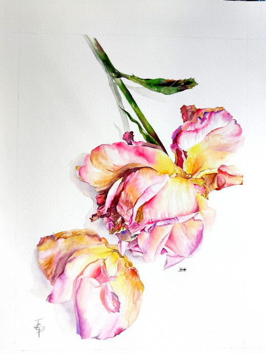 aquarelle rose et fourmi Joëlle Poret