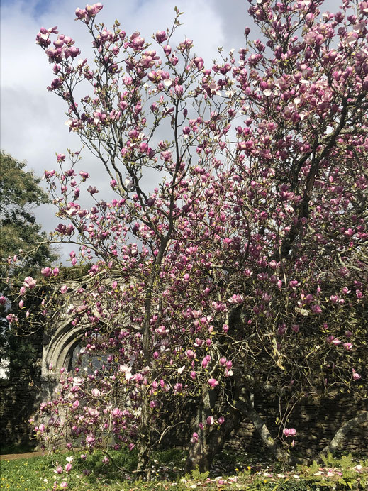 Magnola en fleurs avec porche d'entée en arrière plan