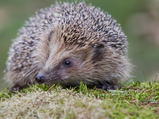 Igel | Foto M. Bosch
