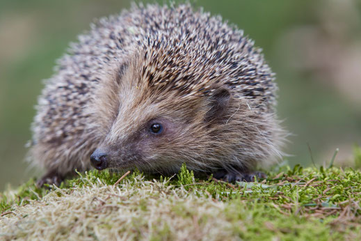 Igel Foto: M. Bosch