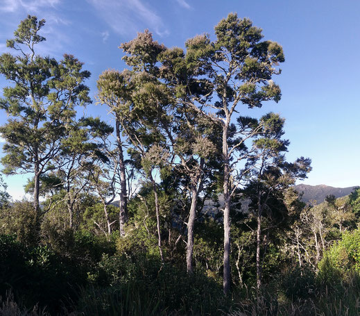 Grands Arbres de Kanuka de Nouvelle-Zélande dans le bush