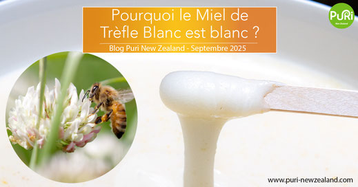 Photo d'une cuillère en bois remplit de miel de trèfle blanc de nouvelle-zélande, avec en arrière plan un seau de 10kg de miel de trèfle blanc. On y voit aussi une photo d'abeille butinant une fleur de trèfle.
