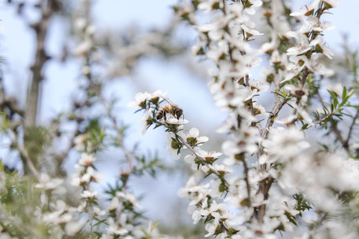 Magnifique photographie de plusieurs fleurs de Manuka de Nouvelle-Zélande avec une abeille qui la butine