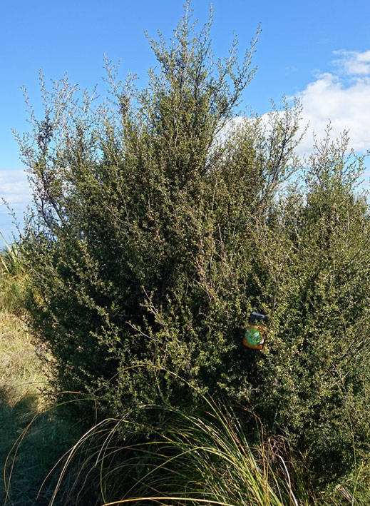 Manuka sous sa forme buisson, Powder Hill Nouvelle-Zélande avec pot de Miel de Manuka Puri New Zealand caché dedans