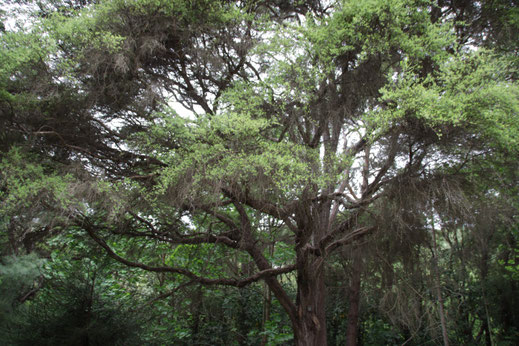 Un grand arbre de Kanuka de Nouvelle-Zélande dans l'île sud de la Nouvelle-Zélande