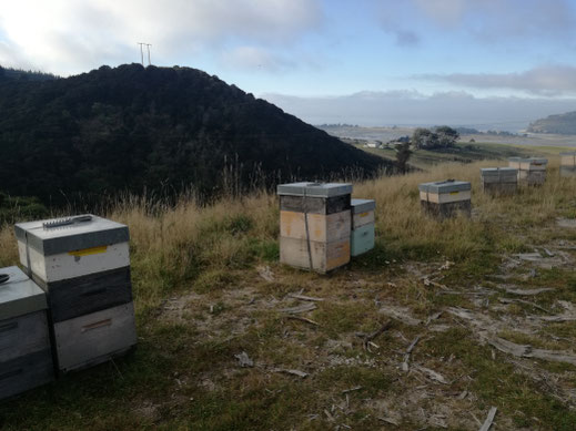 Ruches en Nouvelle-Zélande, île sud, Dunedin, Blueskin Bay dans une zone où est récolté le Miel de Manuka de Nouvelle-Zélande