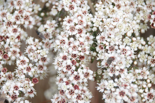 Plusieurs grappes de Fleurs de Kanuka de Nouvelle-Zélande au printemps dans une zone naturelle sauvage et pure