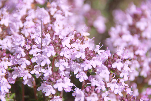 Superbe photo de plusieurs fleurs de Thym violettes dans la région de Central Otago en Nouvelle-Zélande