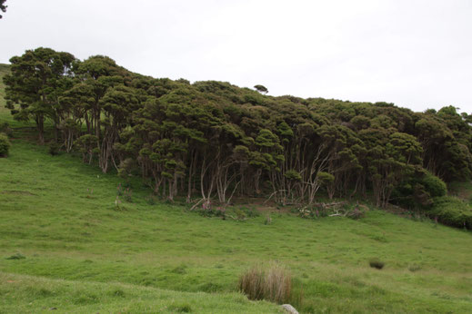 Photo d'une forêt de Kanuka de Nouvelle-Zélande au loin dans la nature sauvage et pure de Nouvelle-Zélande