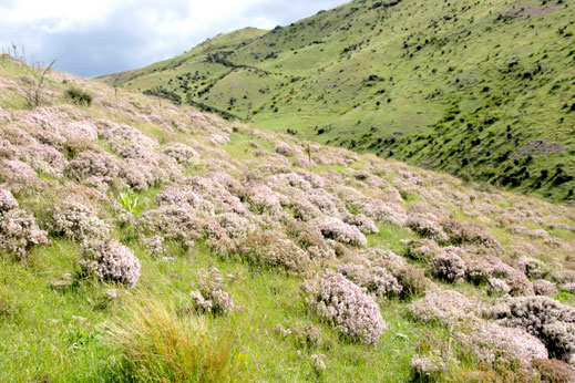 Photographie de fleurs de thym sauvage dans un paysage de la région de Central Otago dans l'île sud de la Nouvelle-Zélande où est récolté le Miel de Thym