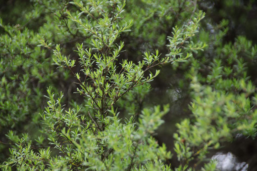 Photo des feuilles et branches de Kanuka de Nouvelle-Zélande sans les fleurs, après la période de floraison