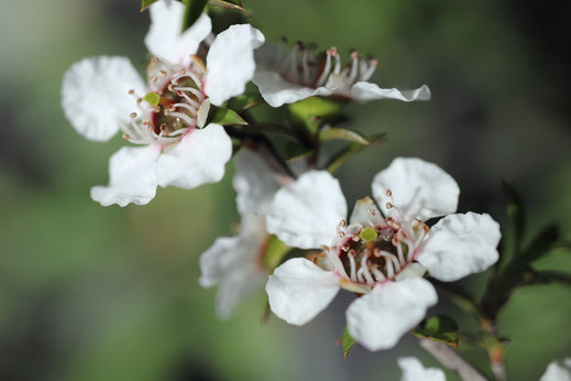 Fleurs de Manuka Leptospermum Scoparium de Nouvelle-Zélande en gros plan