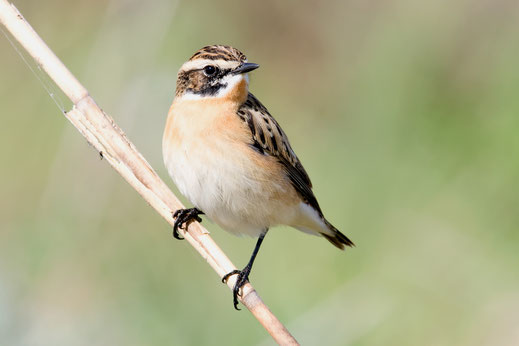 Braunkehlchen (Foto: F. Derer, LBV-Bildarchiv) 