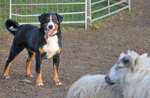 Appenzeller Sennenhund beim Treiben von Schafen.