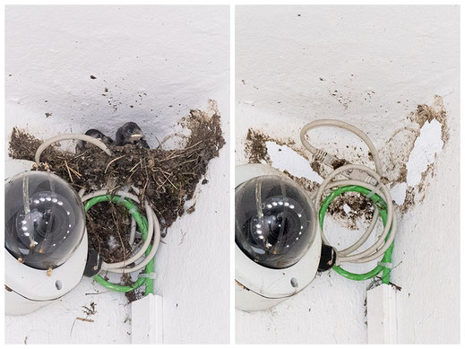 Zerstörtes Nest in der Kaiserstraße (Foto: Juretzky)