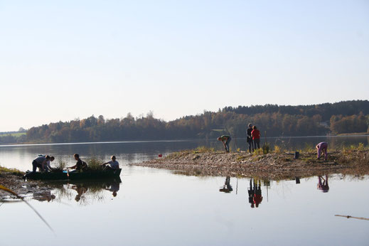 Entbuschung der Kiesinsel (Foto: LBV)