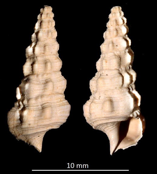 Cerithium cfr. vulgatum, Miocene dell'Aquitania