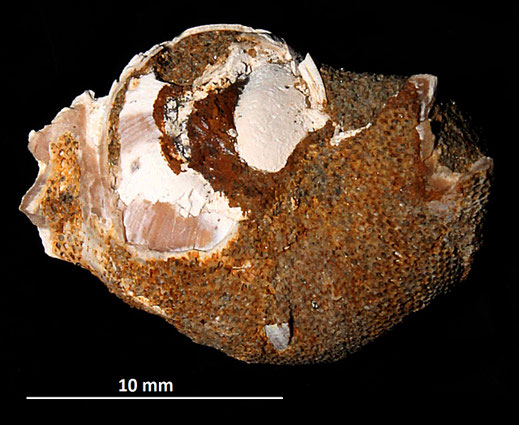 Membranipora membranacea su Neverita josephinia (Sasso Marconi, BO)