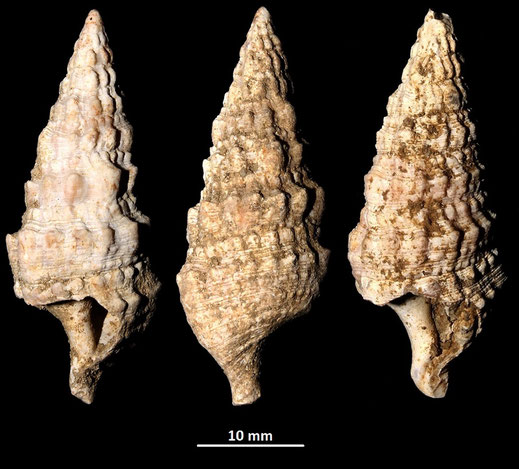 Cerithium vulgatum, Macchia della Turchina (Monteromano, VT)