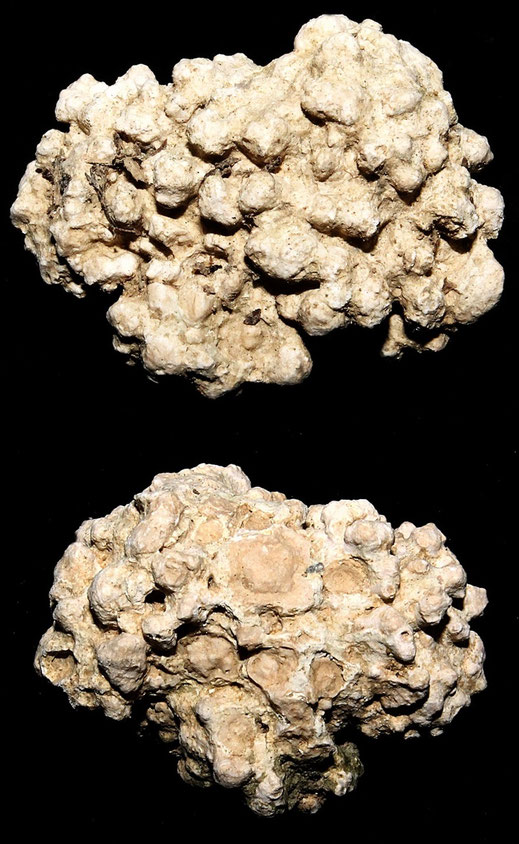 Lithothamnium sp., Macchia della Turchina