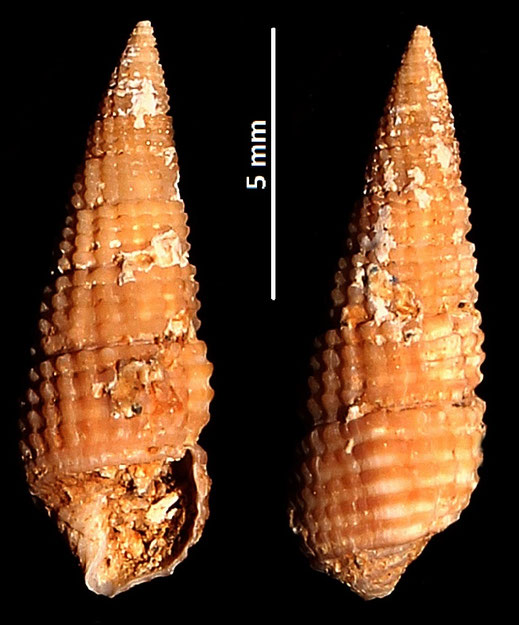 Bittium latreilli, Sant'Agostino (Civitavecchia, RM)