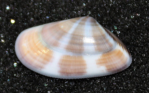 Donax venustus, Argentario
