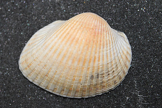 Anadara inaequivalvis, riviera romagnola