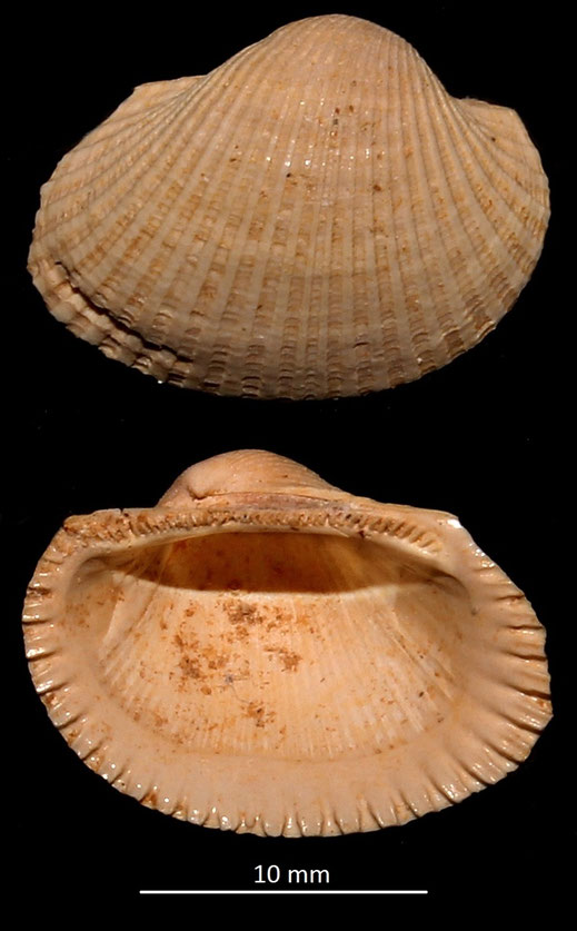 Anadara diluvii, Miocene dell'Aquitania