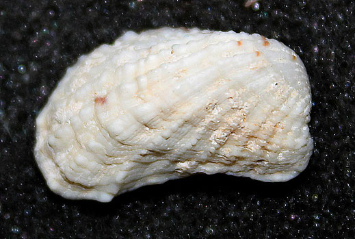 Cardita calyculata, litorale romagnolo