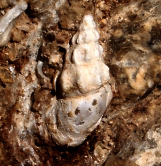 Rissoa cfr. variabilis, Sant'Agostino (Civitavecchia, RM)