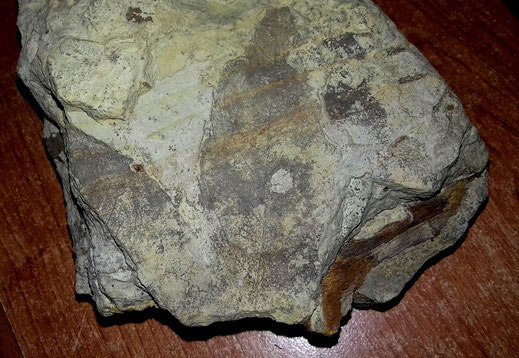 Grosse foglie fossili dei livelli limosi superiori; si nota anche un pezzo di fusto.