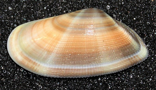 Donax semistriatus, Argentario.