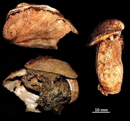 Haliotis tuberculata e Barbatia barbata, Sant'Agostino (Civitavecchia, RM)