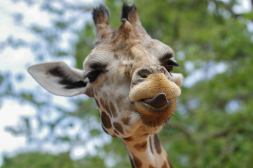 Das Bild zeigt einen Giraffenkopf - dieser sieht einen direkt an. Die Giraffe streckt ihre dunkelgrau gefärbte Zungenspitze heraus.