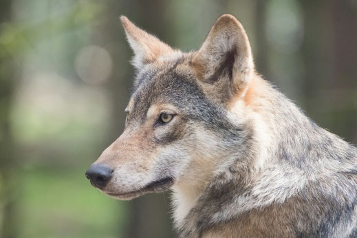 Das Bild zeigt den Kopf eines Wolfs. Er schaut aufmerksam mit gespitzten Ohren. Seine Augen sind gelb, sein Fell ist hellgrau und sandfarben.