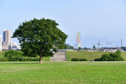 枚方市|淀川河川公園から枚方公園方面