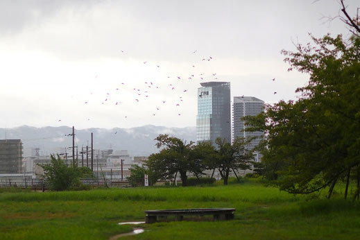 枚方市の風景