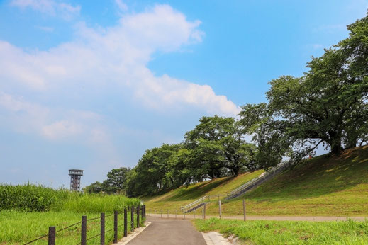 背割堤から見る「さくらであい館」の展望塔