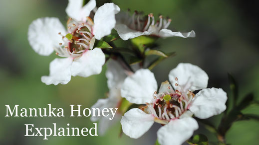 Manuka Honey Explained