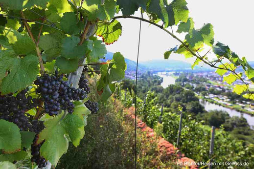 Weinberge Main Churfranken Deutschalnd Ed Richter
