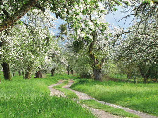 Wanderweg durch einen blühenden Kirschgarten