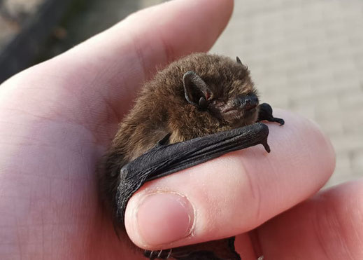 Verirrte Zwergfledermaus in der Hand von Dr. Ralf Edler