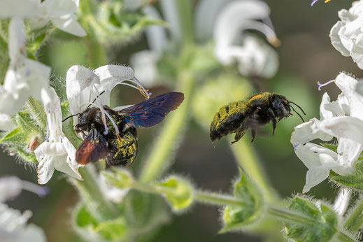 Zwei Honigbienen auf Futtersuche an weißen Blumen
