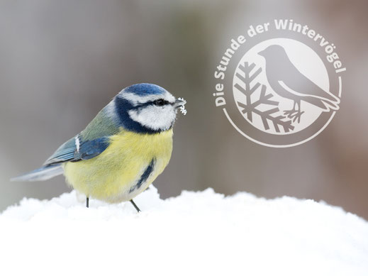 Flyer Stunde der Wintervögel mit Abbildung einer Blaumeise