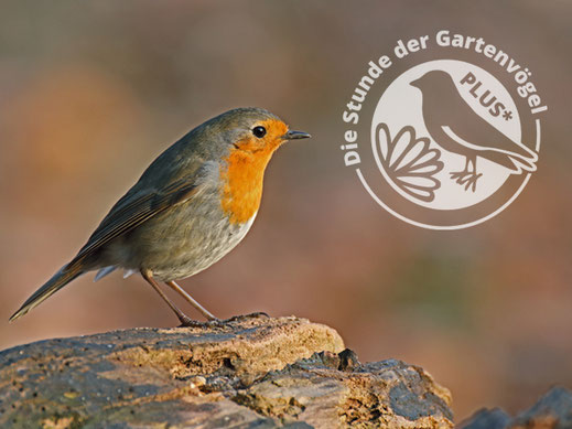 Rotkehlchen (Foto: Frank Derer, LBV Bildarchiv)