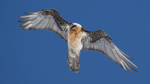 Bartgeier im Flug, Foto: Josef Baumgartner, LBV Bildarchiv